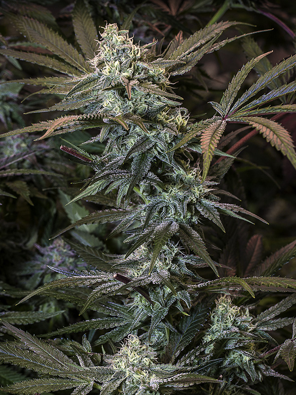 Muxika Strain Info / Muxika Weed By Bask Triangle Farms - GrowDiaries