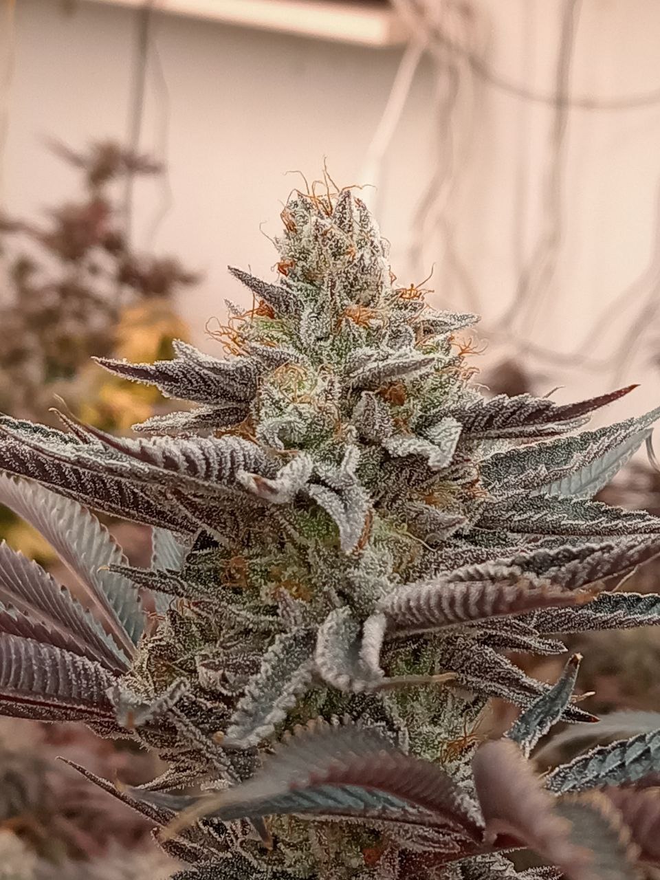 PEACHY BLINDERS
((MUXIKA X IZOZKI) X
CHERRY ON Z)