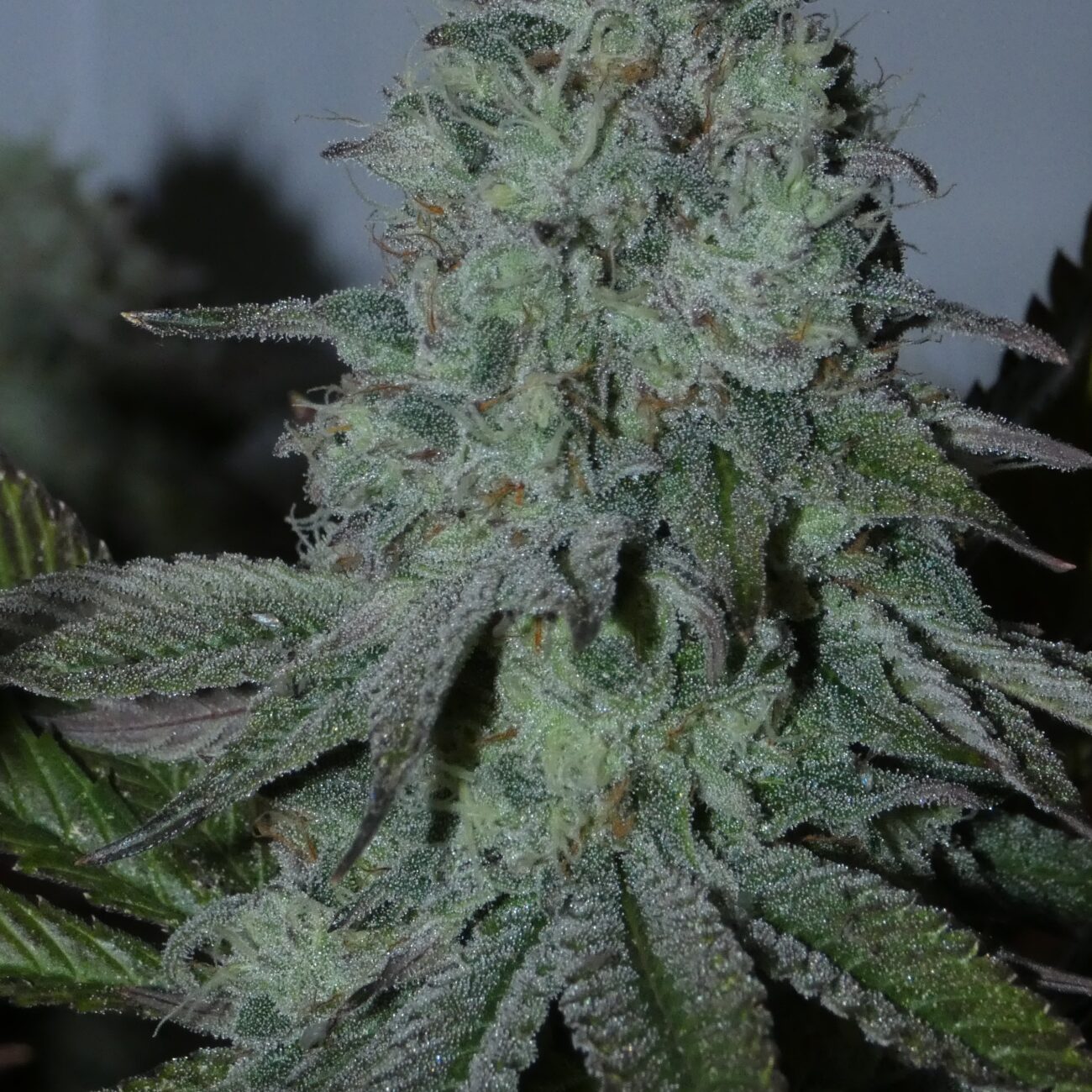 Citrus Hashquake