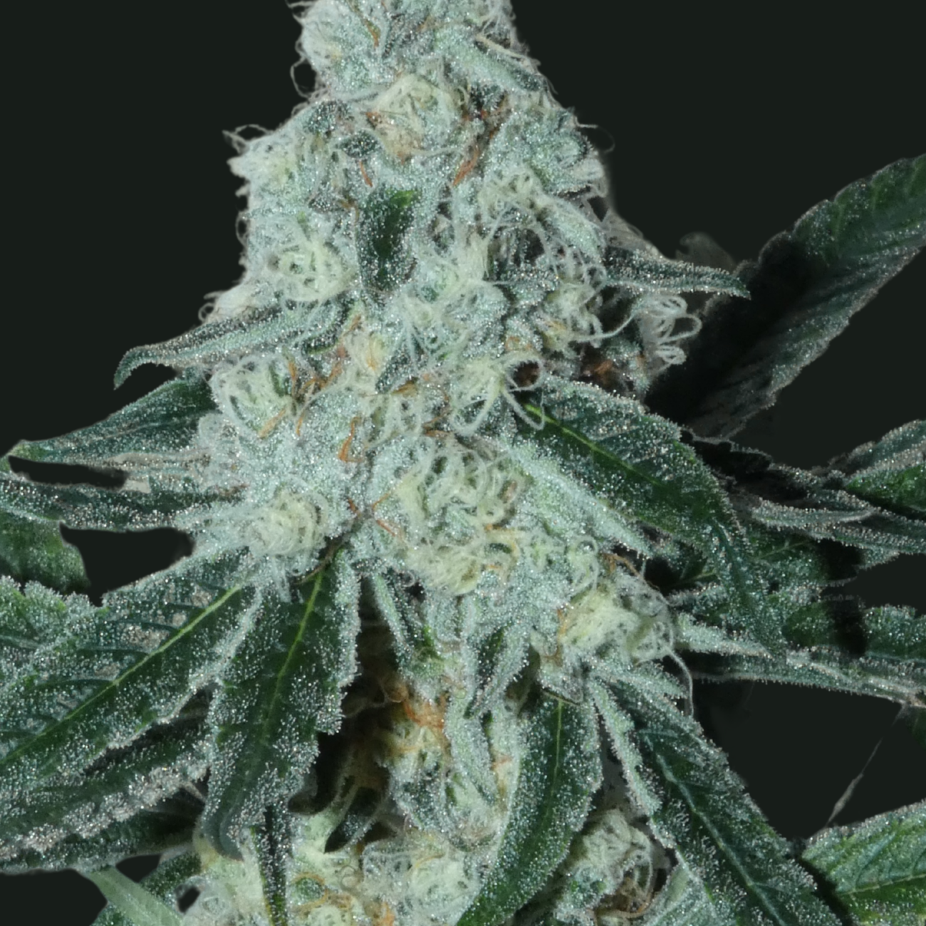 Strawberryboof