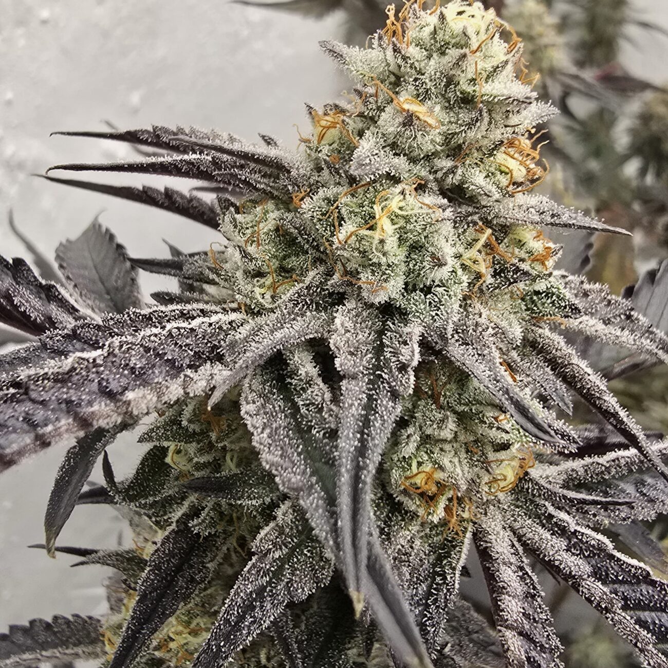 Z-chupz