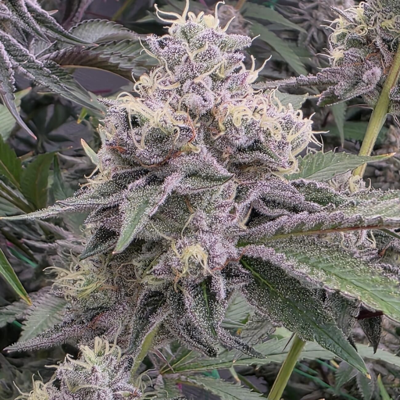 Ztrawberry Soup